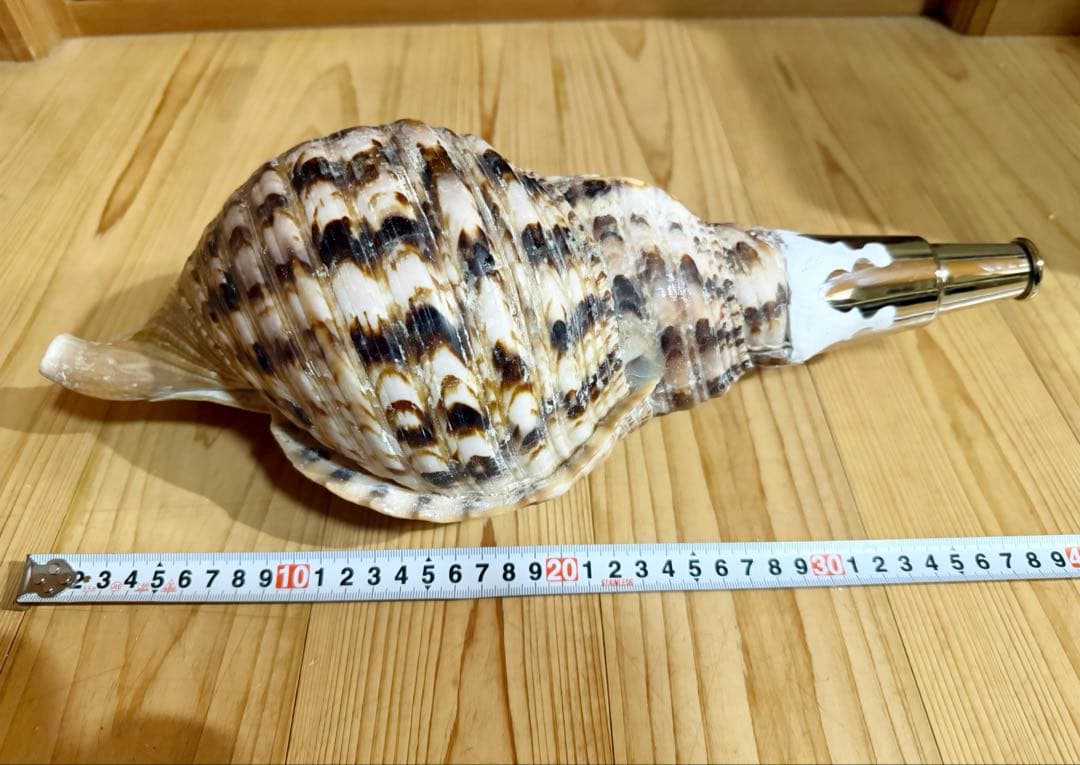 大型肉厚修験道法螺貝39㎝ 山伏 密教 熊よけ 魔除け❣️