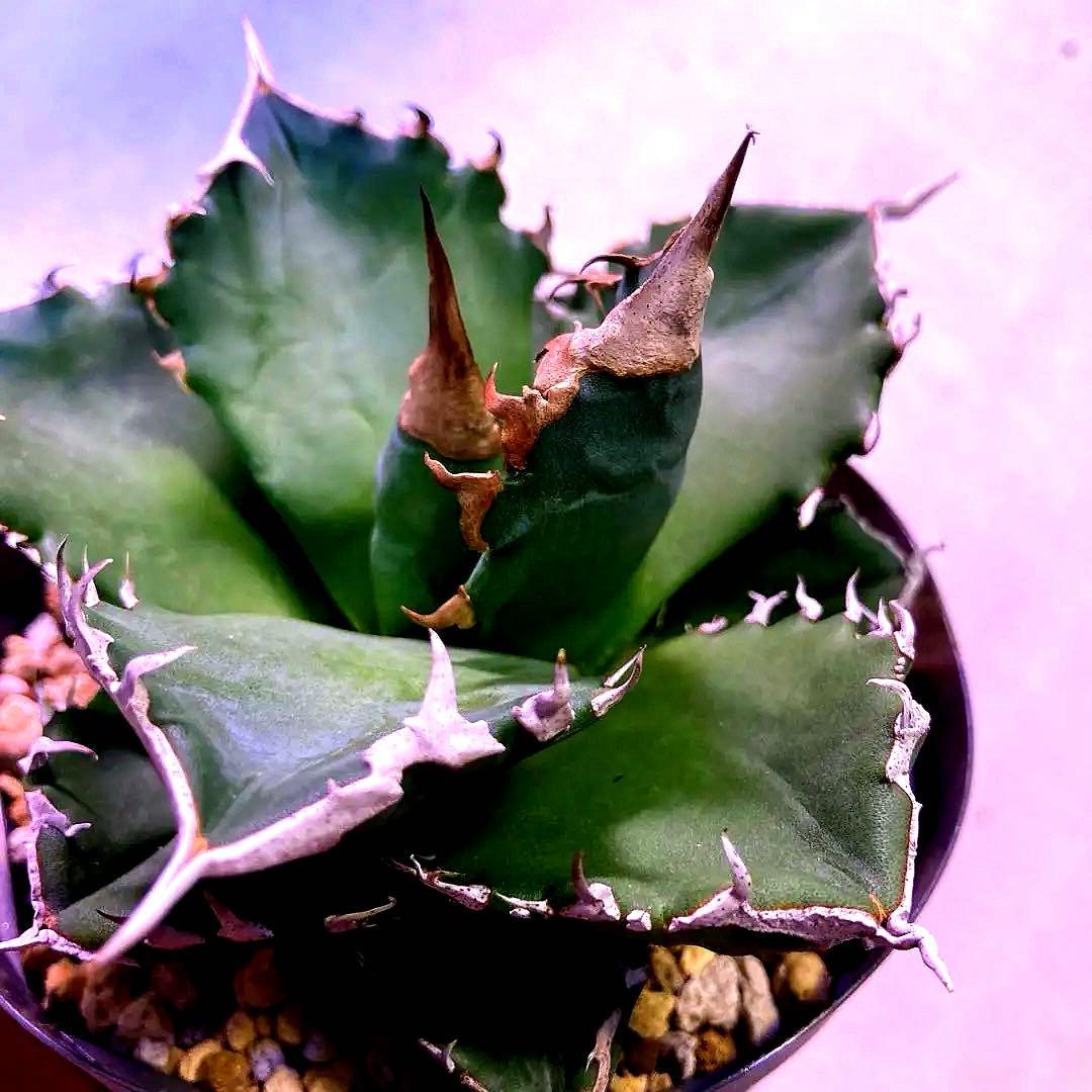 アガベ チタノタ 白火焔 ホワイトファイヤー【セール中】 - メルカリ