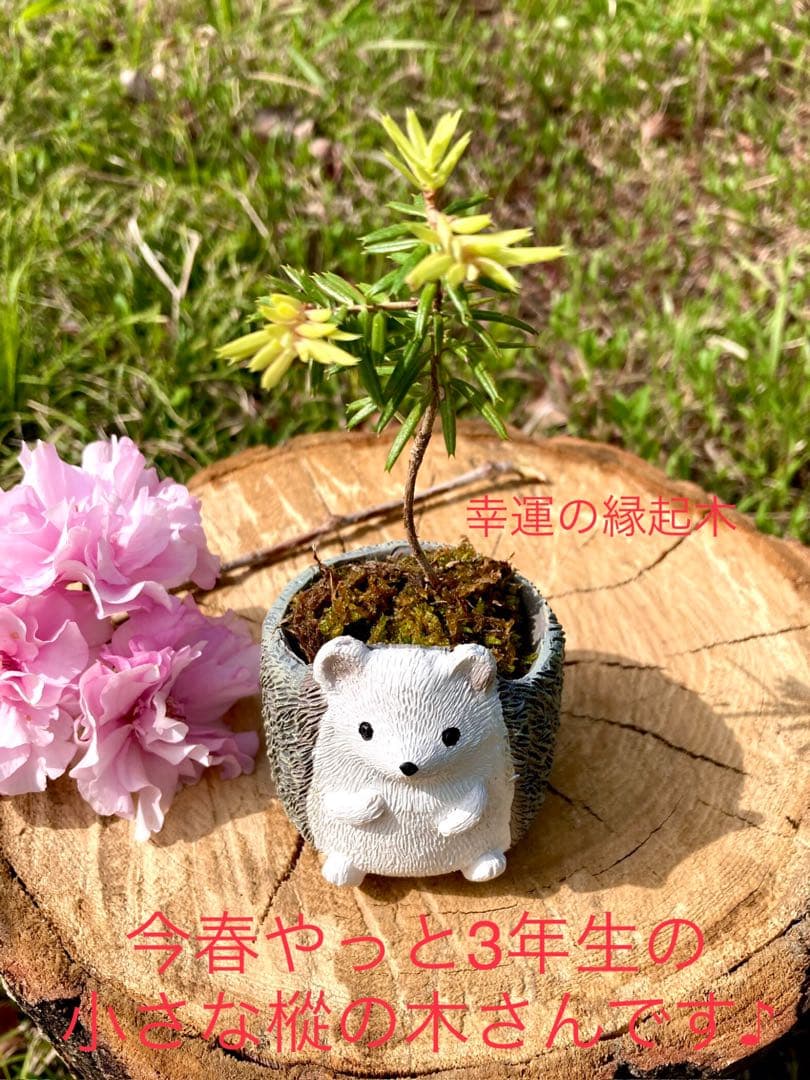 森の奥深くからやって来た天然野生の可愛い樅の木さん＊今春3年生