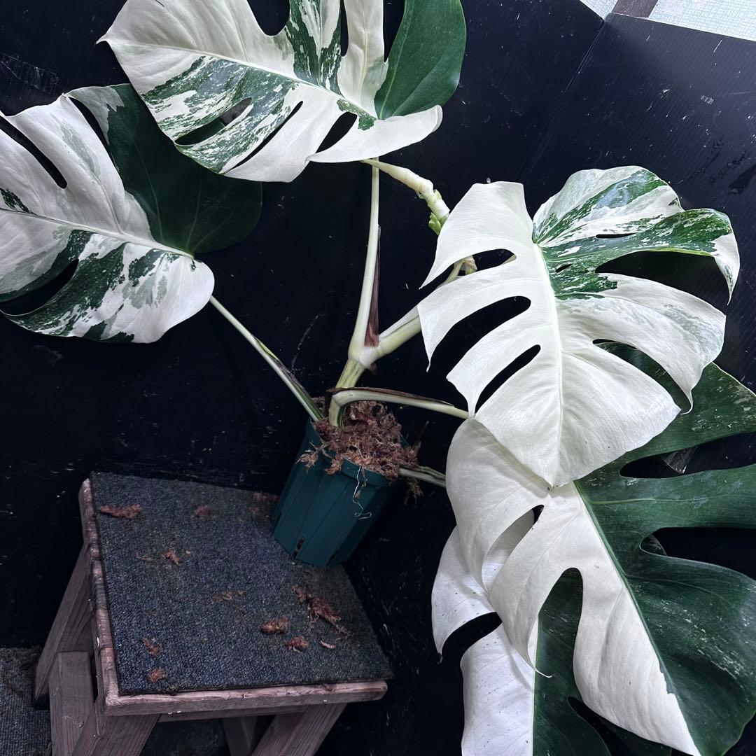 ブ*ト様 斑入りモンステラ ホワイトタイガー極美大株55cm白斑多