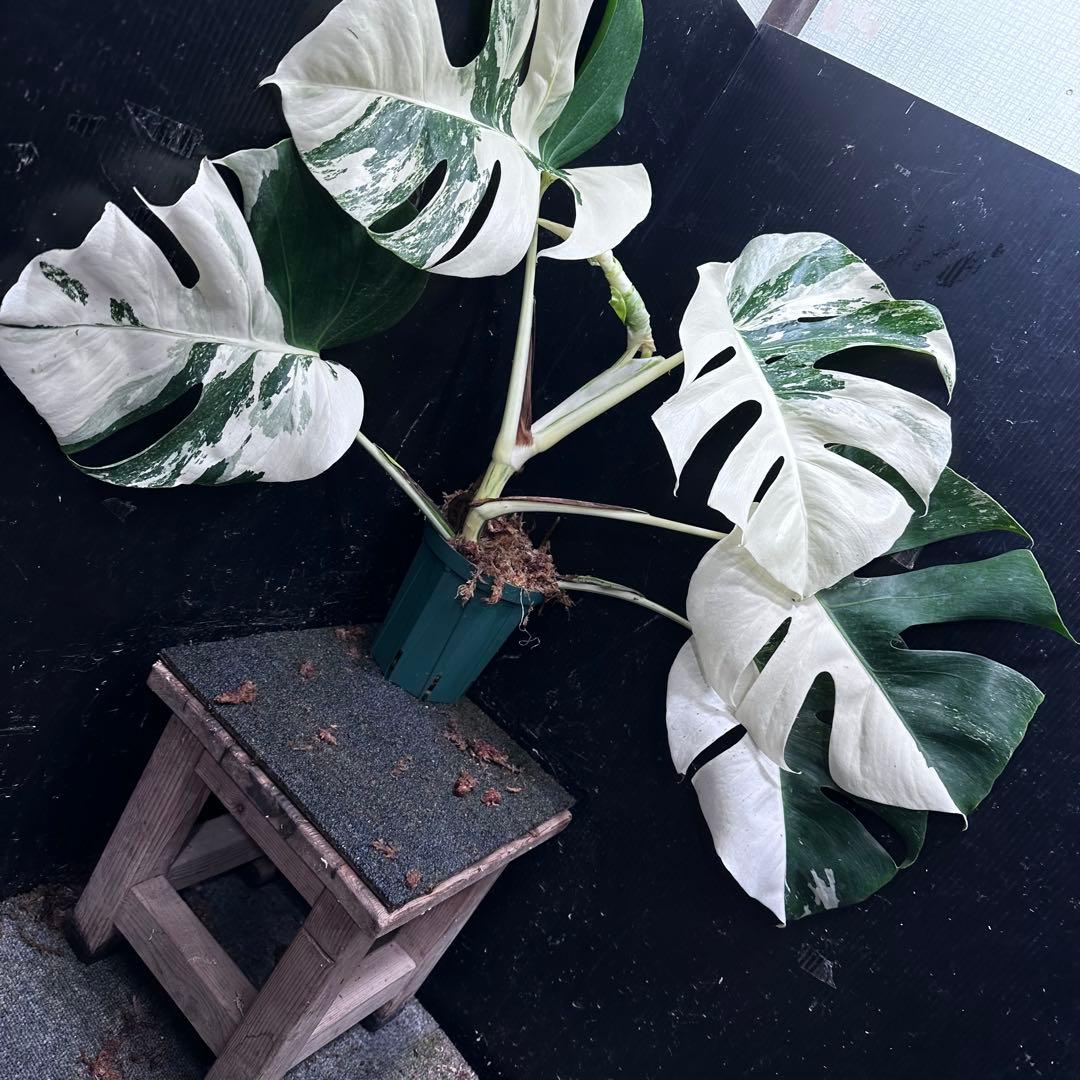 ブ*ト様 斑入りモンステラ ホワイトタイガー極美大株55cm白斑多