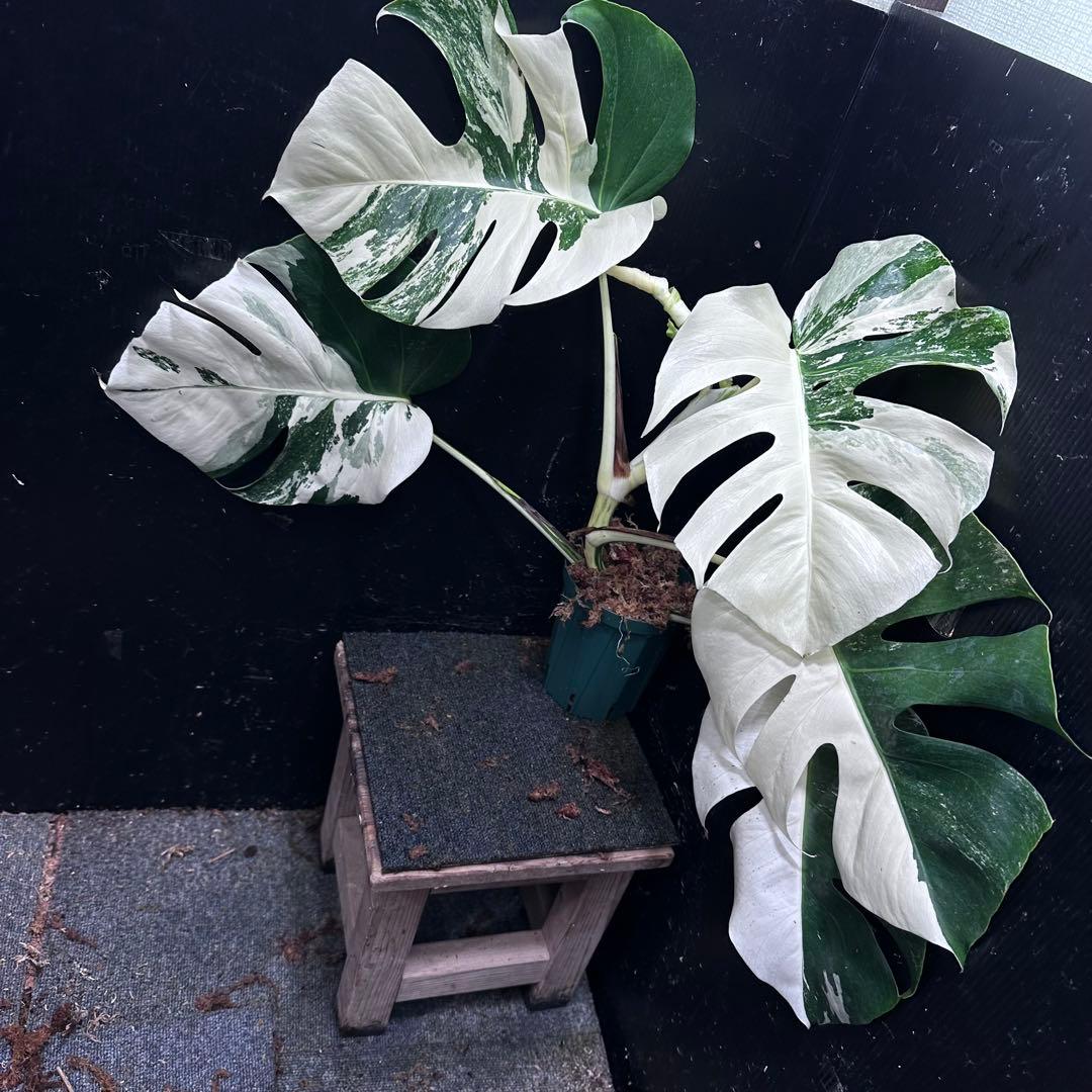ブ*ト様 斑入りモンステラ ホワイトタイガー極美大株55cm白斑多