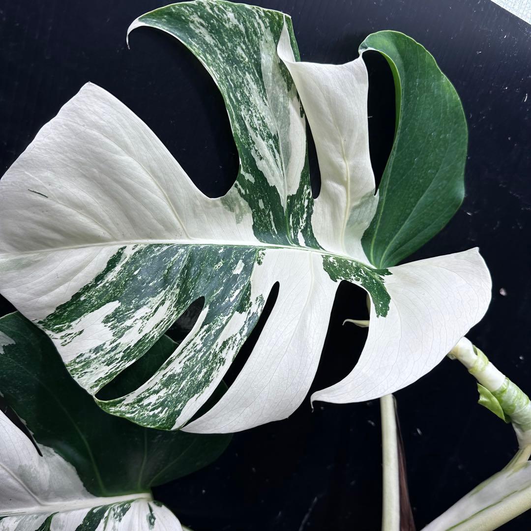 ブ*ト様 斑入りモンステラ ホワイトタイガー極美大株55cm白斑多
