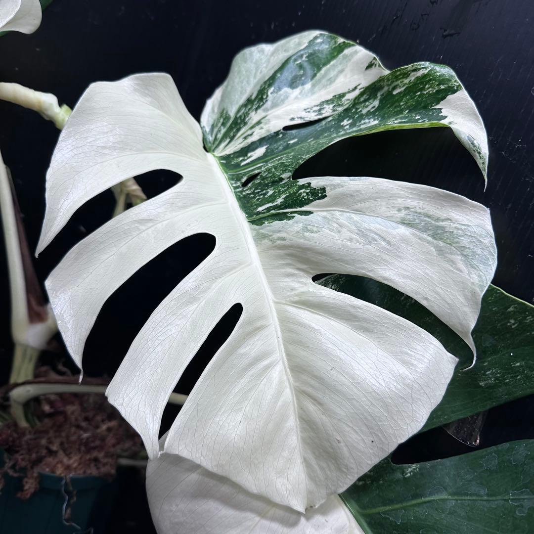 ブ*ト様 斑入りモンステラ ホワイトタイガー極美大株55cm白斑多