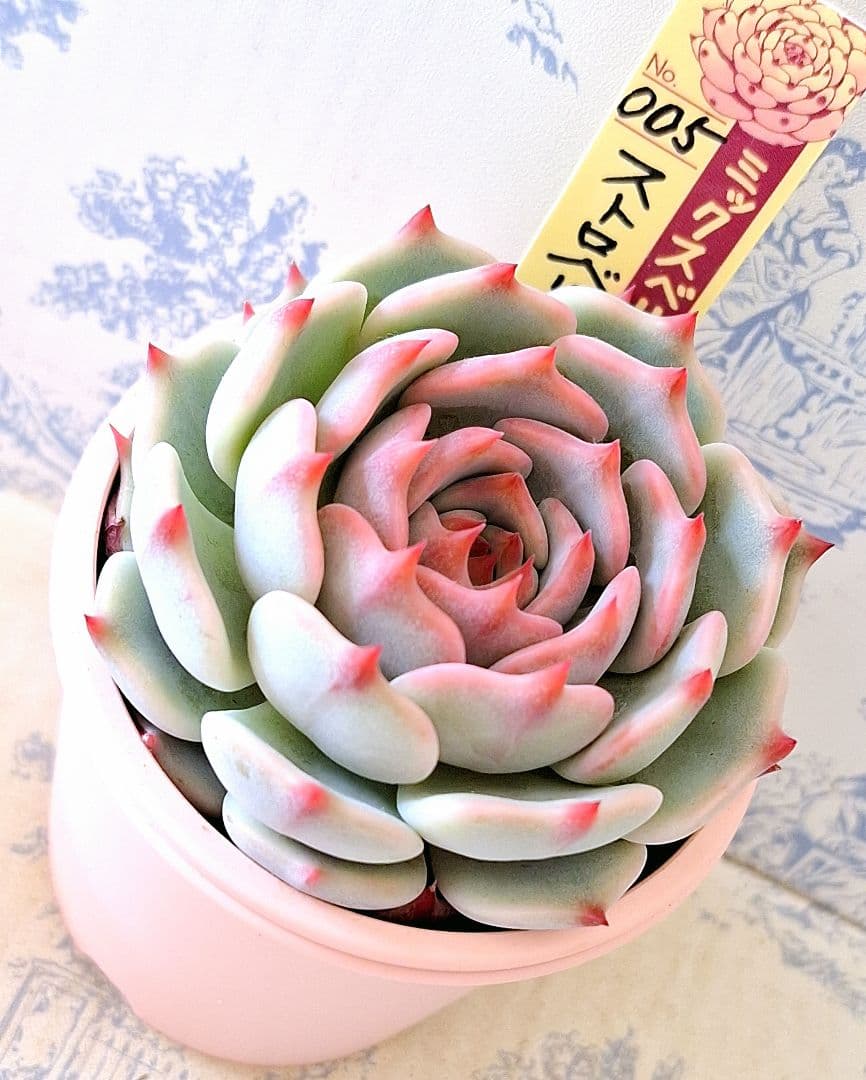 ꕤclara*様 リクエスト 6点 まとめ商品