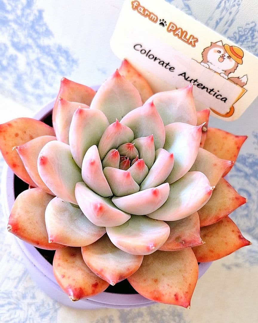 ꕤclara*様 リクエスト 6点 まとめ商品