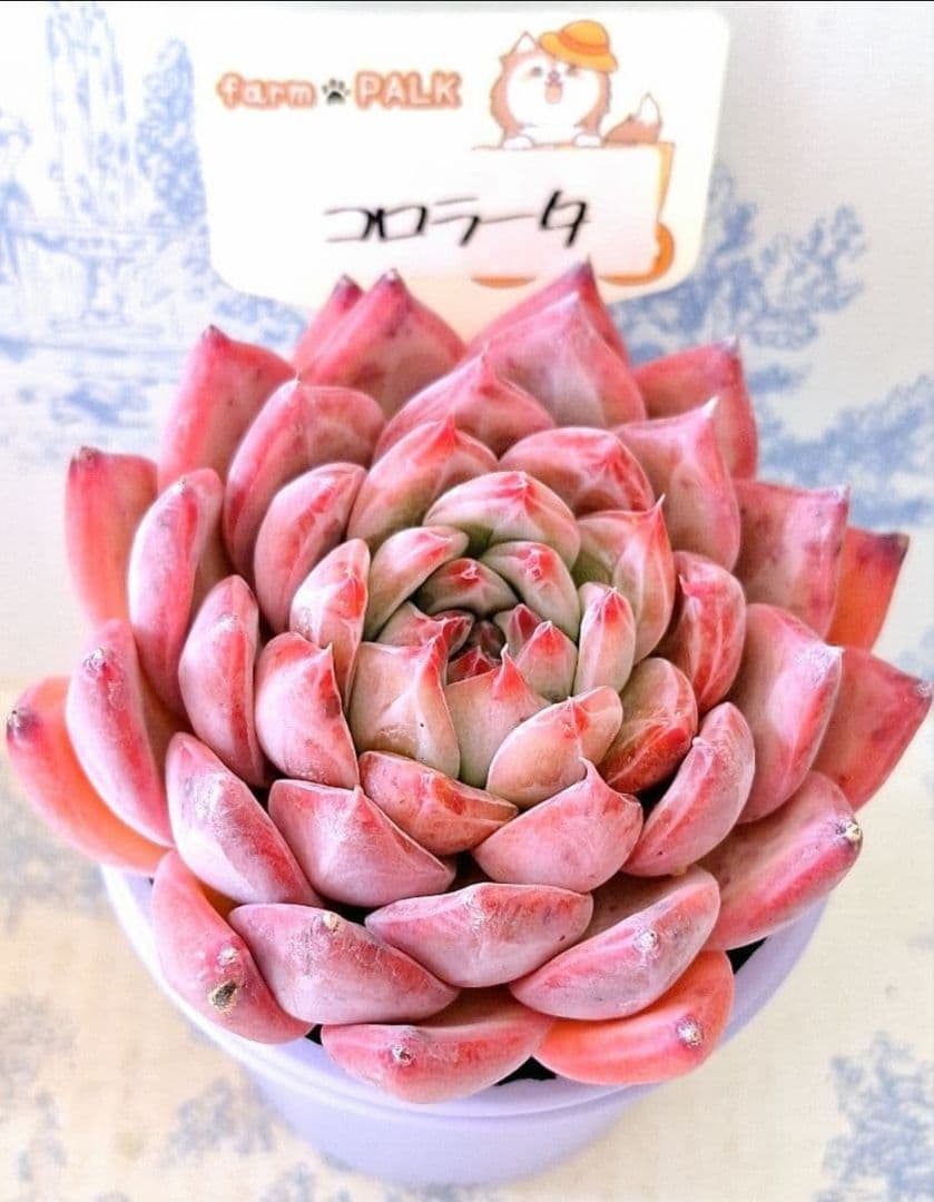 ꕤclara*様 リクエスト 6点 まとめ商品