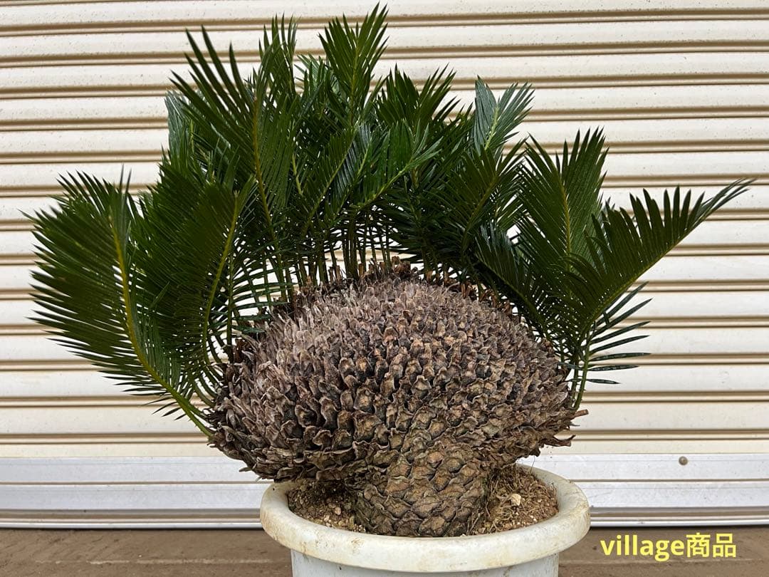 送料込み 獅子蘇鉄 獅子ソテツ 希少 盆栽 蘇鉄 - メルカリ