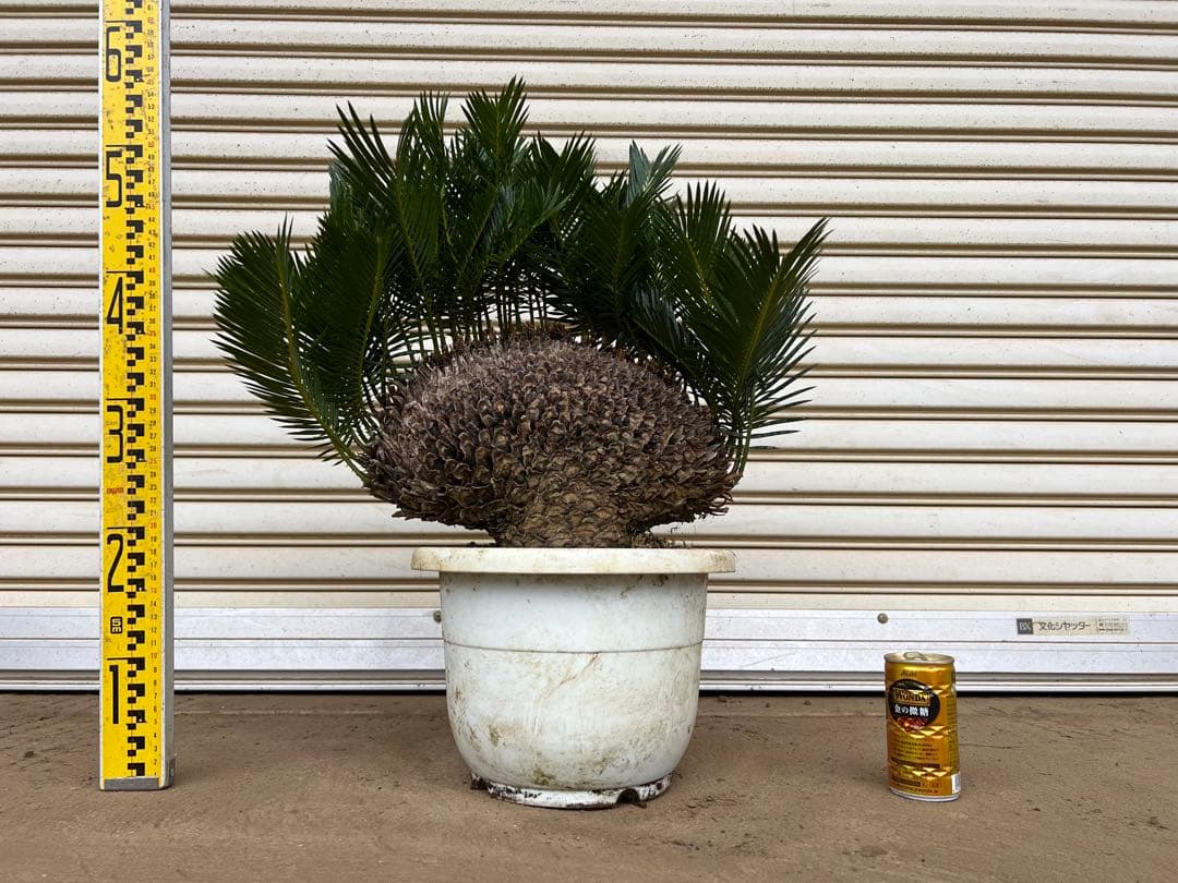 送料込み 獅子蘇鉄 獅子ソテツ 希少 盆栽 蘇鉄 - メルカリ