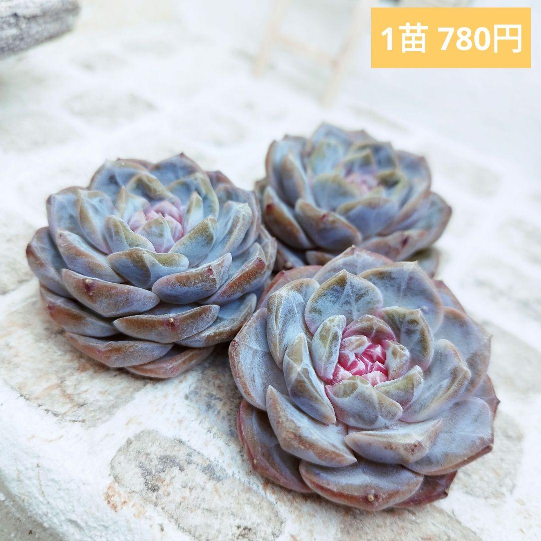 ストロベリーバブル◎多肉植物 カット苗 韓国苗 エケベリア等 - メルカリ