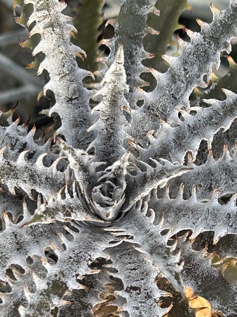 ディッキア Dyckia 'Brittle Star' F3 D043 ⑶ - メルカリ