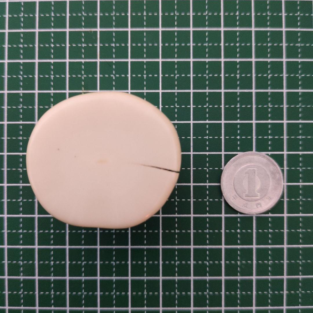 ウニコール　牙　角　輪切り　イッカク鯨歯