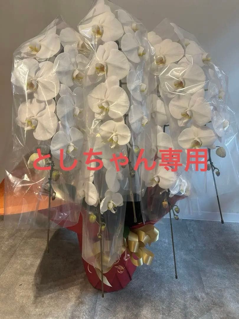 としちゃん専用　白い胡蝶蘭 赤い鉢 リボン付き　110センチ