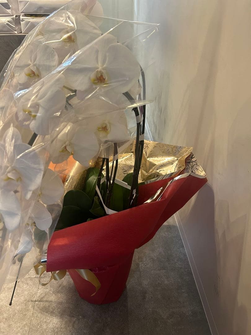 としちゃん専用　白い胡蝶蘭 赤い鉢 リボン付き　110センチ
