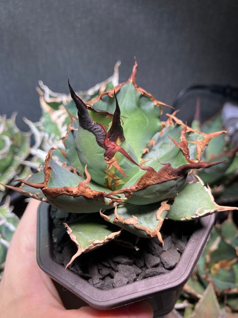 Agave titanota 黒犀牛 - メルカリ
