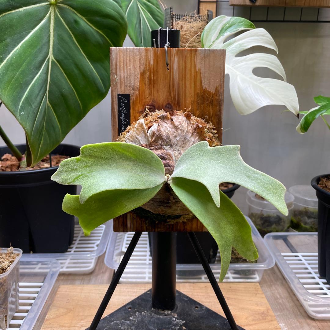 P.willinckii cv.Athip#3 pup - メルカリ