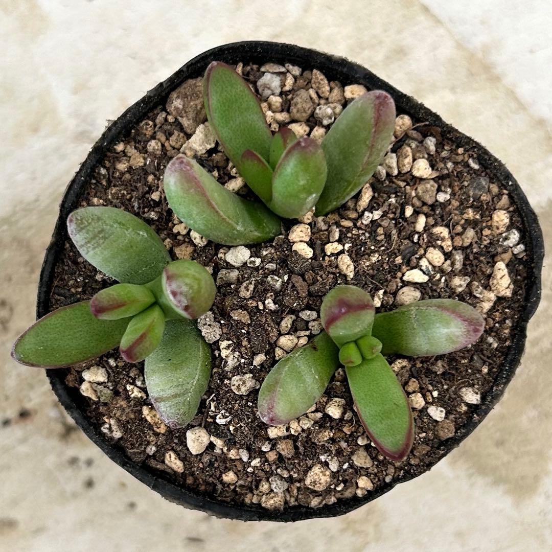 ルドリップ カット苗 多肉植物 クラッスラ - メルカリ