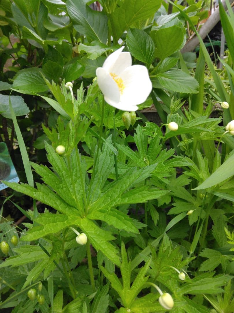 新品 カナダ産 アネモネ イチリンソウ 5株位 秋まで次々咲きます