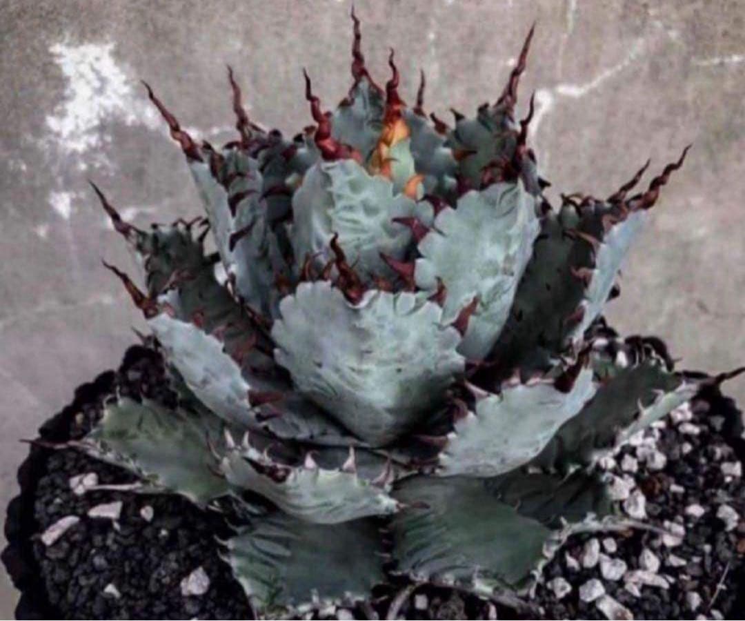 アガベ ハイブリッド 甲蟹×屈原の舞扇 特特選 曲棘 連棘 親株直子