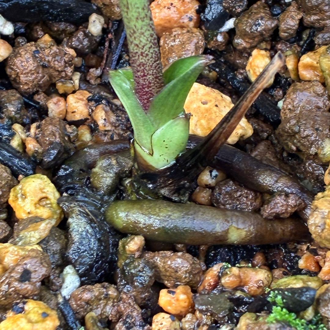 の*ん様 3307⭐️小輪⭐️リップ⭐️hercegovinus交配⭐️ギザギザ