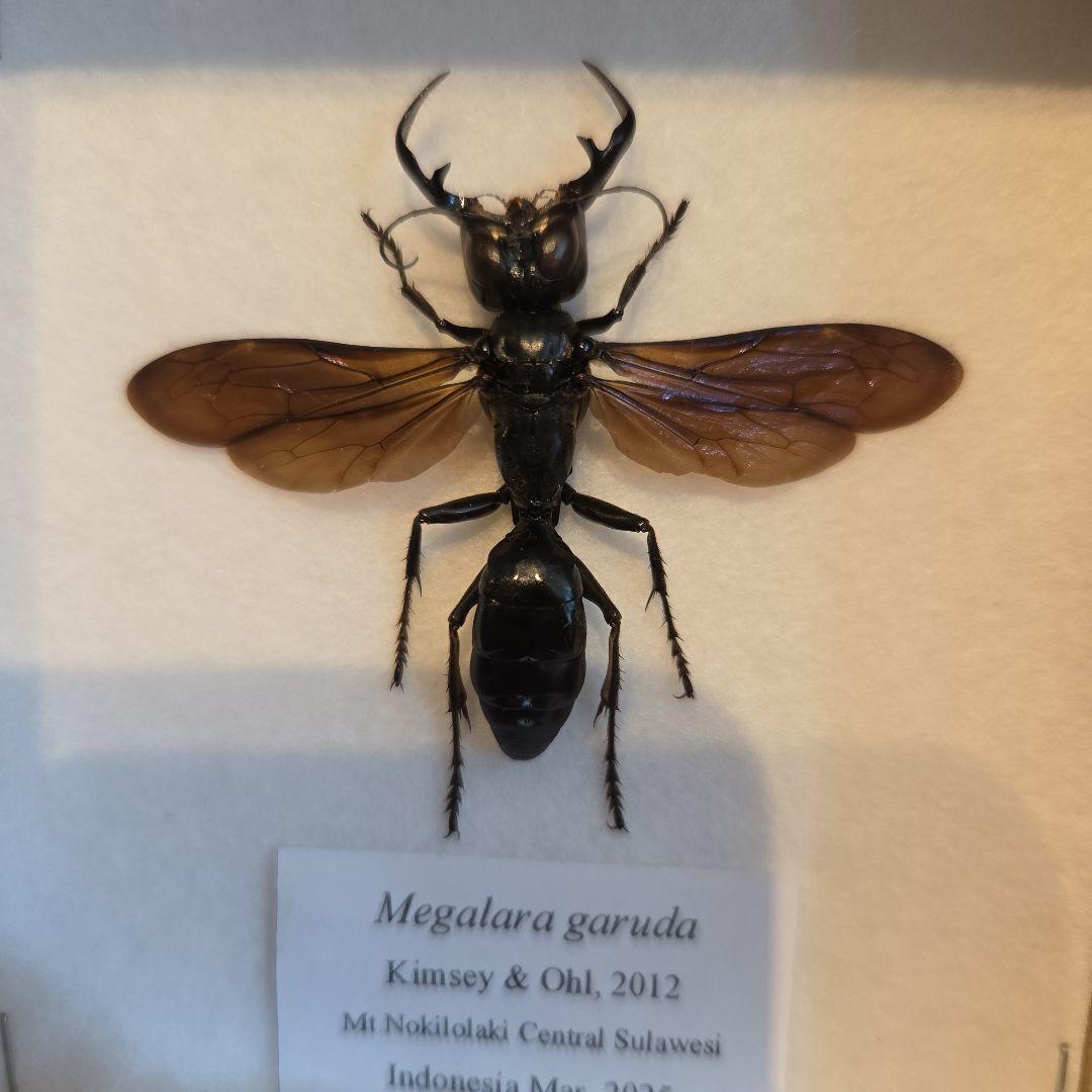 メガララガルーダMegalara garuda 標本 インドネシア産