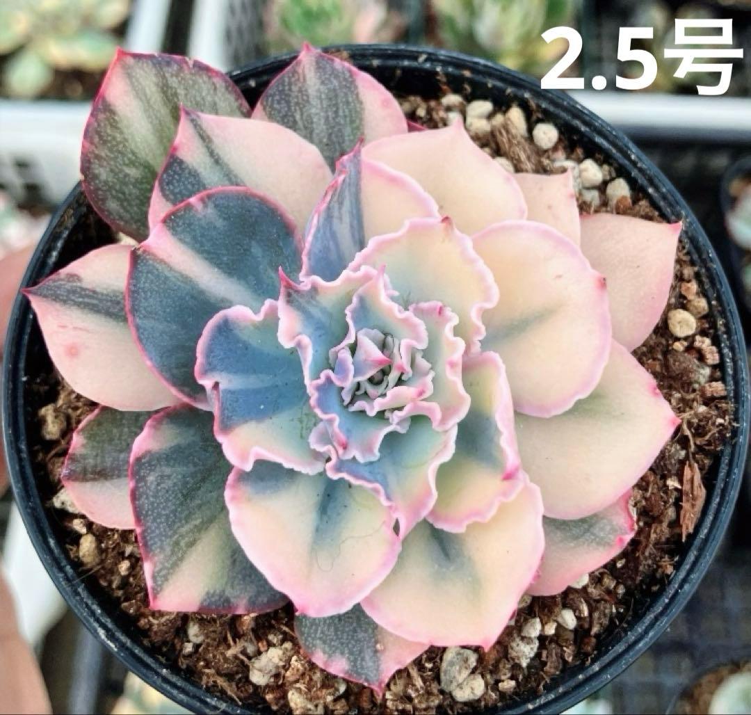 専用 マクライジング錦 紫麗殿錦 フローレンス錦×2 ピンクルビー錦