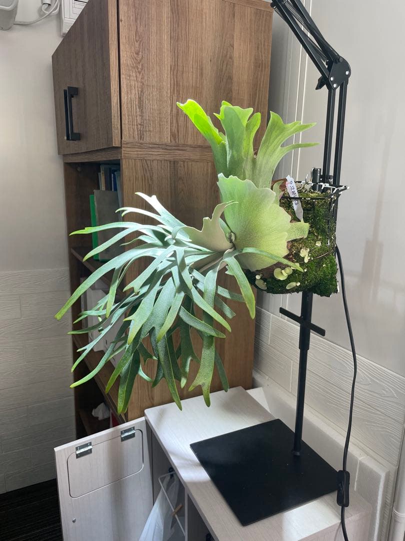 ビカクシダP. willinckii IZANAGI 伊弉諾イザナギ子株#41