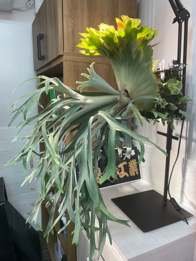 ビカクシダP. willinckii IZANAGI 伊弉諾イザナギ子株#41