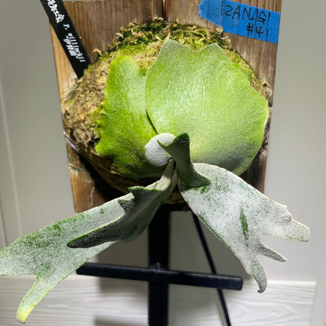 ビカクシダP. willinckii IZANAGI 伊弉諾イザナギ子株#41