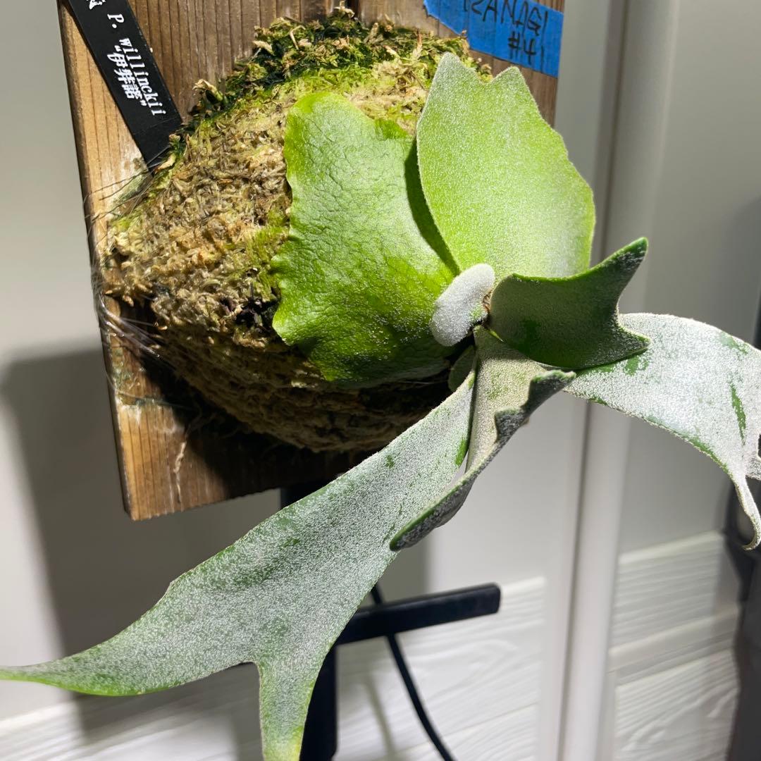 ビカクシダP. willinckii IZANAGI 伊弉諾イザナギ子株#41