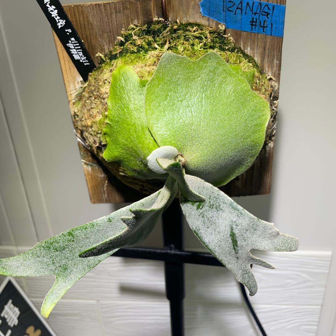 ビカクシダP. willinckii IZANAGI 伊弉諾イザナギ子株#41