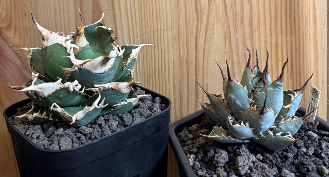 アガベ　BB×エボリスピナ ハイブリッド