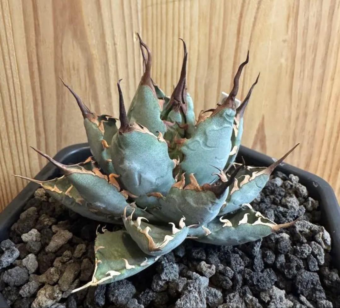 アガベ　BB×エボリスピナ ハイブリッド