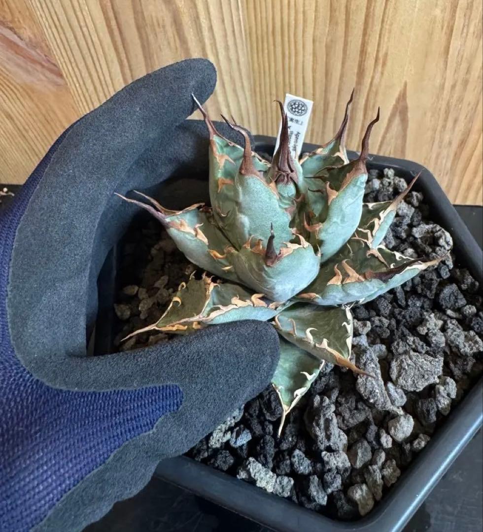 アガベ　BB×エボリスピナ ハイブリッド