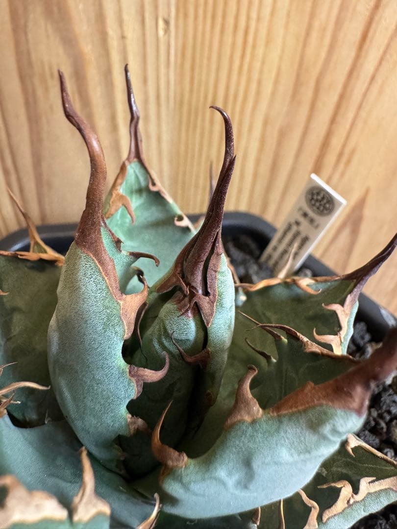 アガベ　BB×エボリスピナ ハイブリッド