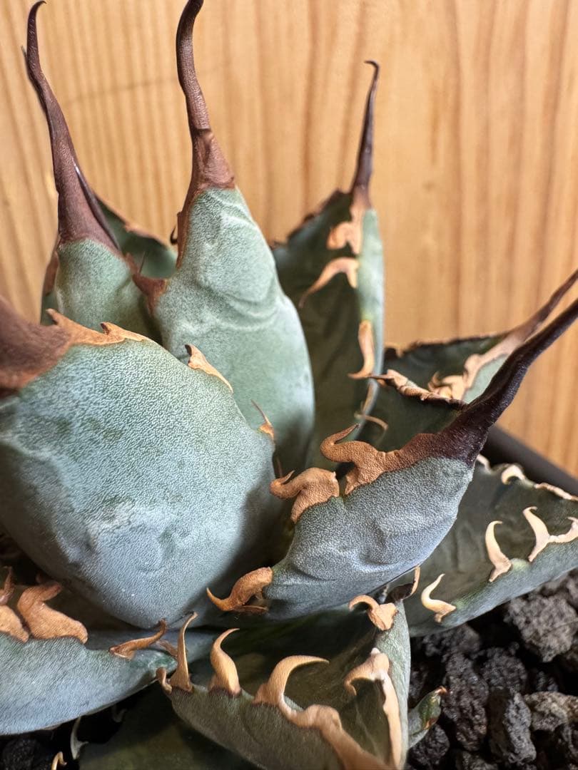 アガベ　BB×エボリスピナ ハイブリッド