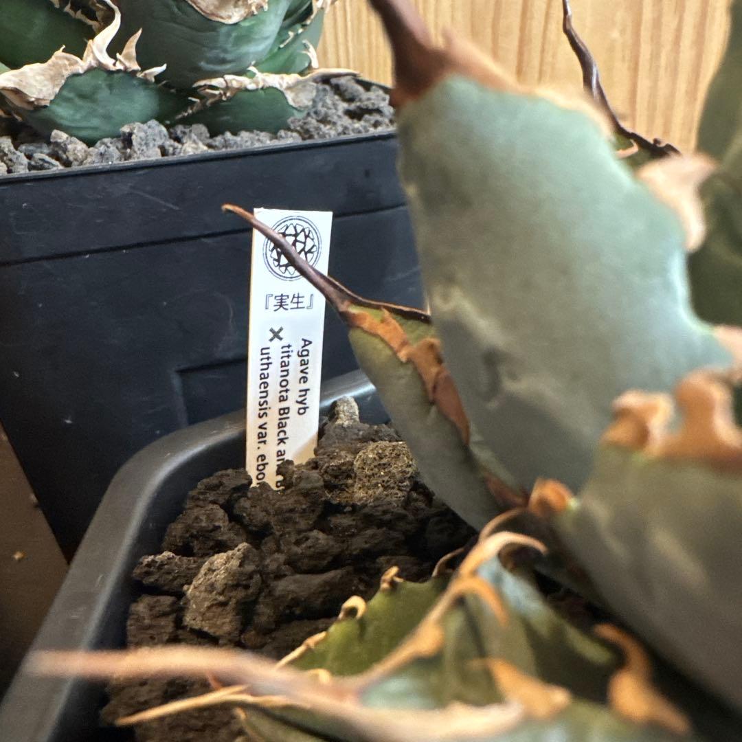 アガベ　BB×エボリスピナ ハイブリッド