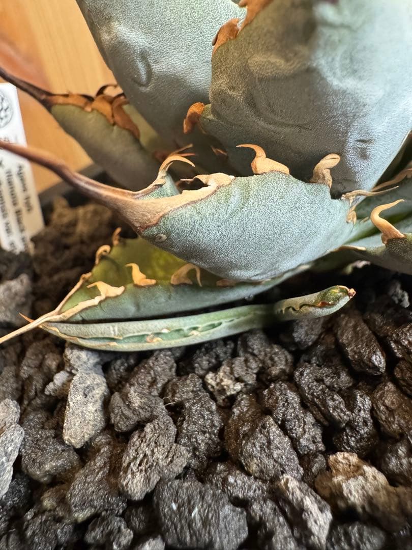 アガベ　BB×エボリスピナ ハイブリッド