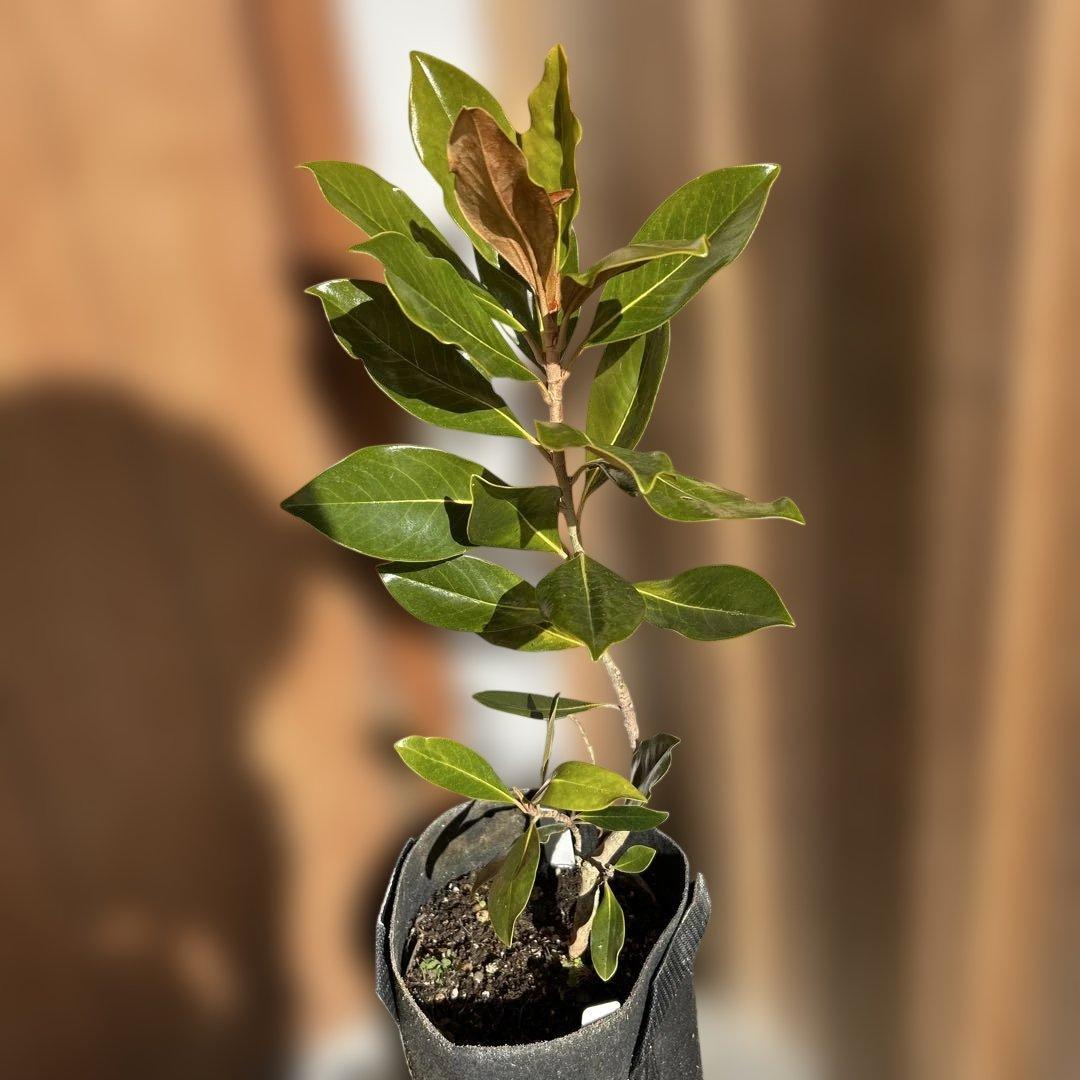 s*.様 常緑樹　リトルジェム