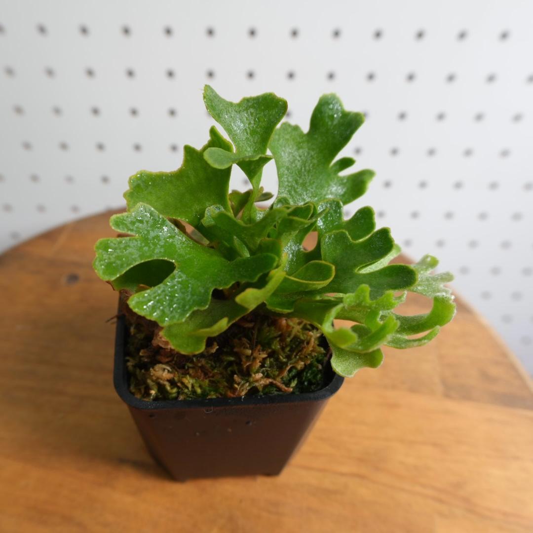 P.Ridleyi dwarf silver リドレイドワーフシルバー　16