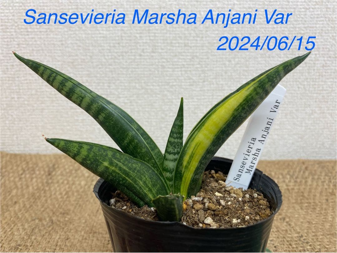 サンスベリア マーシャ アンジャニ 斑入 S. Marsha Anjani - メルカリ