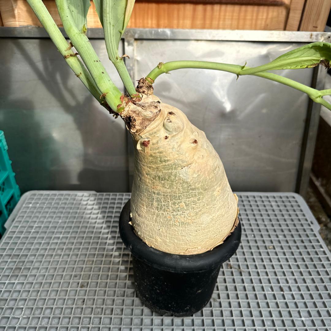 キフォステンマ　セイチアナ