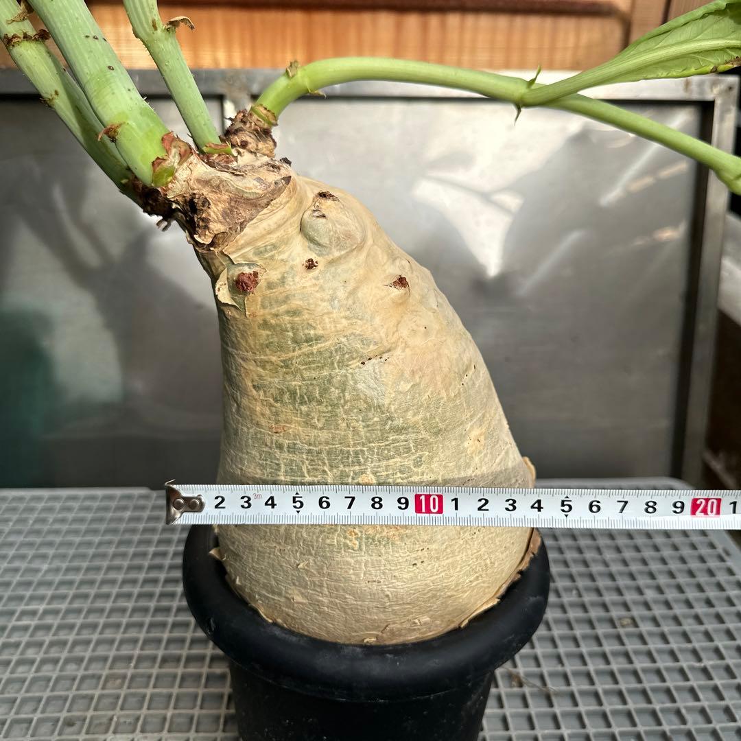 キフォステンマ　セイチアナ