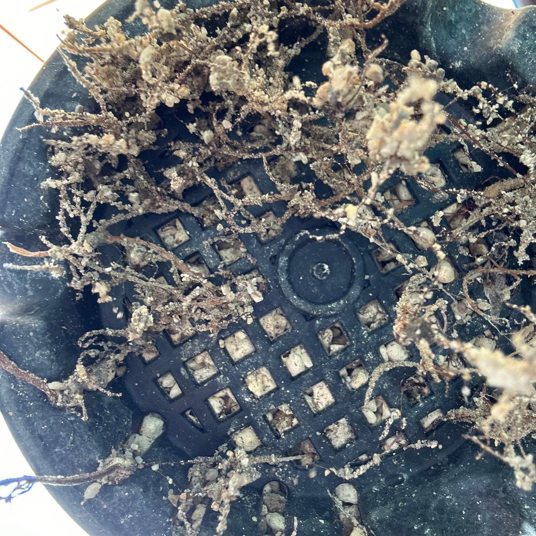 キフォステンマ　セイチアナ