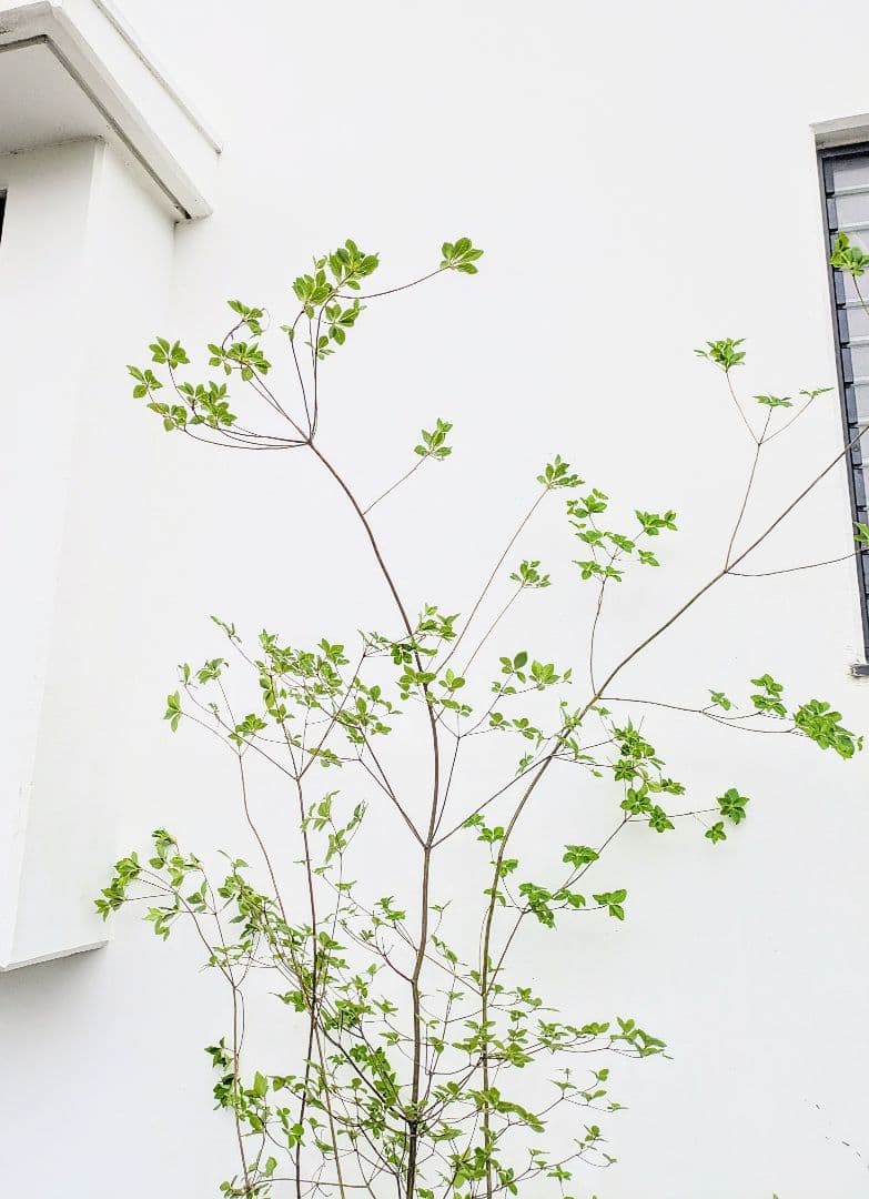 momosaさま。山採りドウダンツツジ。