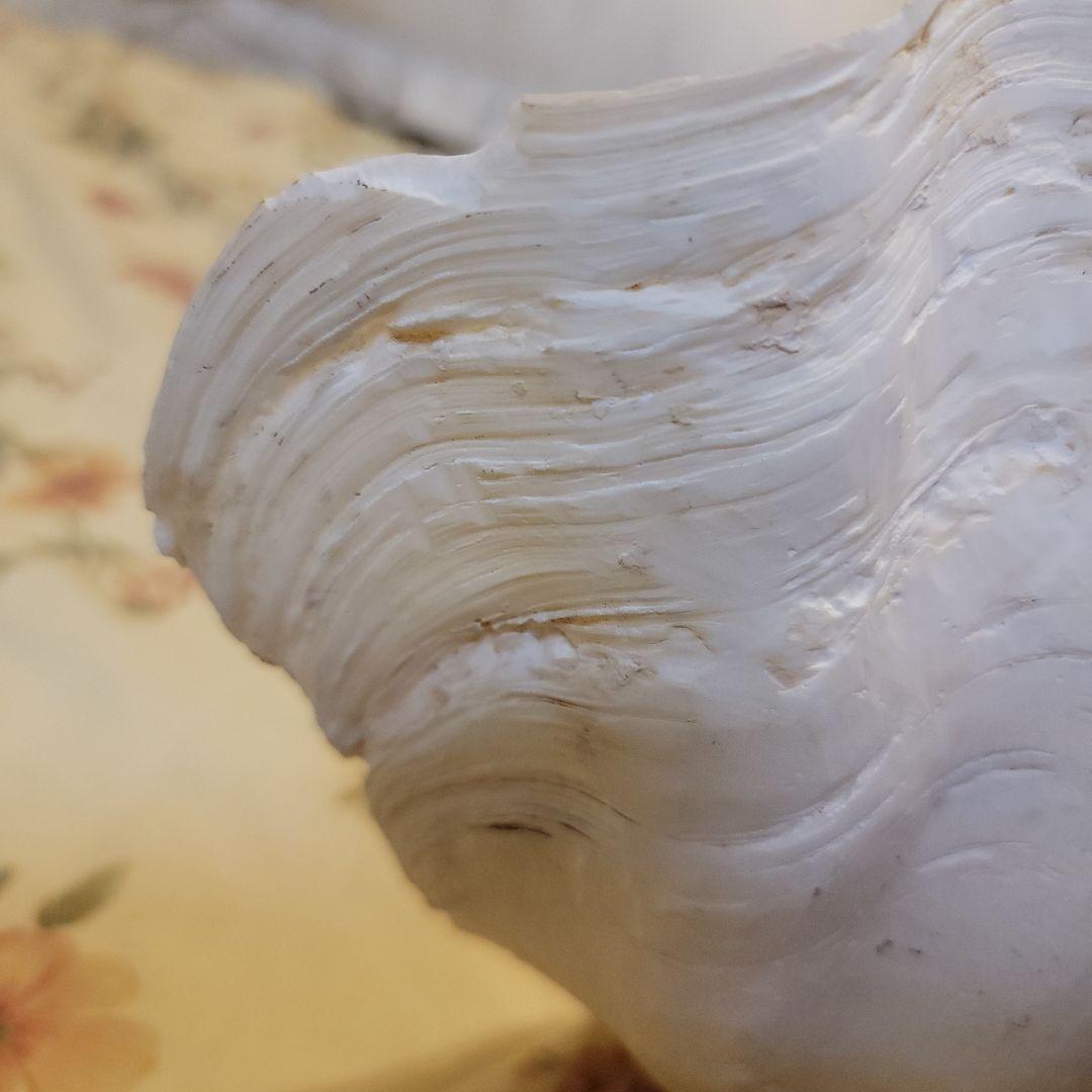 特大貝殻　36.5cm　片側シングル　貴重　シャコ貝　トレイ　ディスプレー　置物