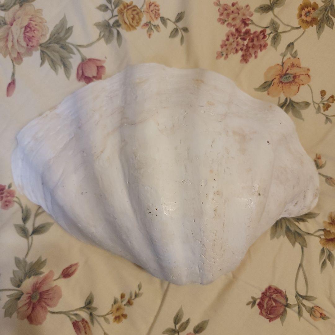 特大貝殻　36.5cm　片側シングル　貴重　シャコ貝　トレイ　ディスプレー　置物