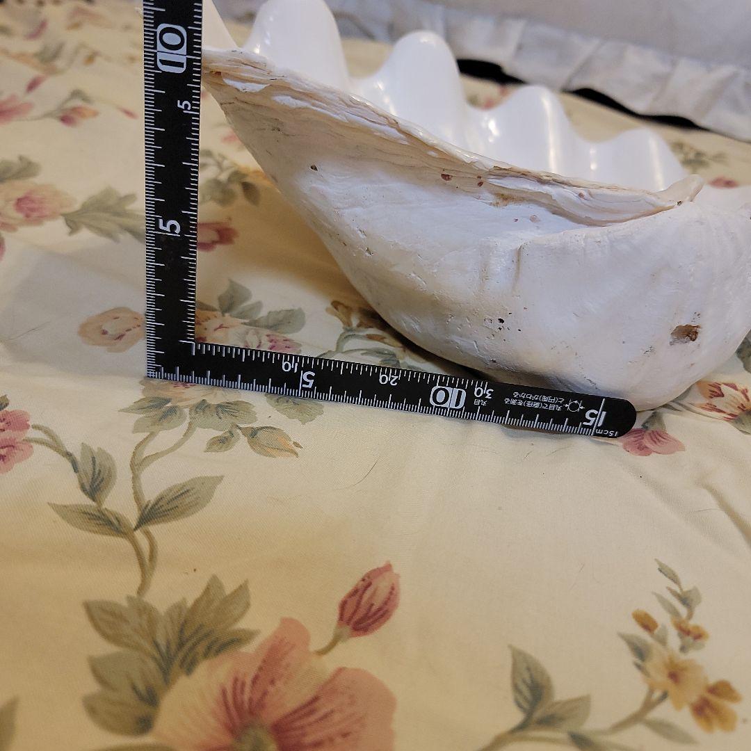 特大貝殻　36.5cm　片側シングル　貴重　シャコ貝　トレイ　ディスプレー　置物