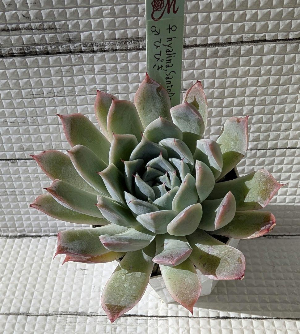 Miyaさん苗5 命名交配セット