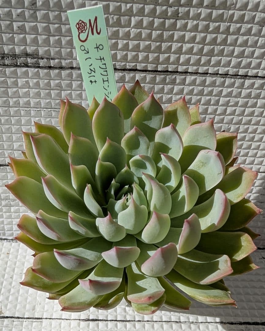 Miyaさん苗5 命名交配セット